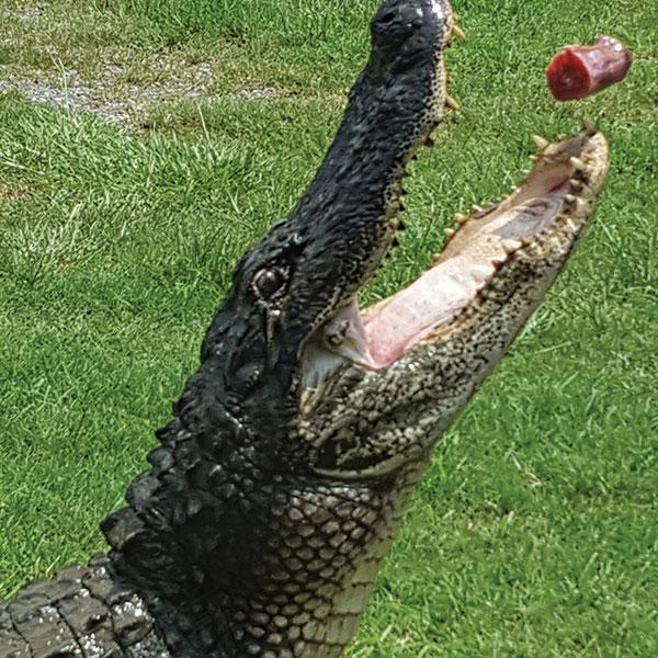 new orleans swamp tour airboat