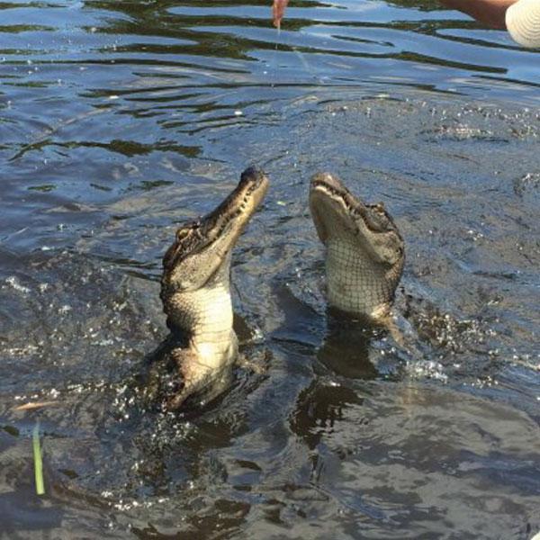 Airboat swamp tours